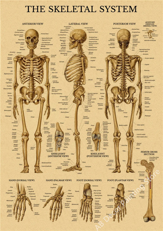 Skeleton Anatomy Poster