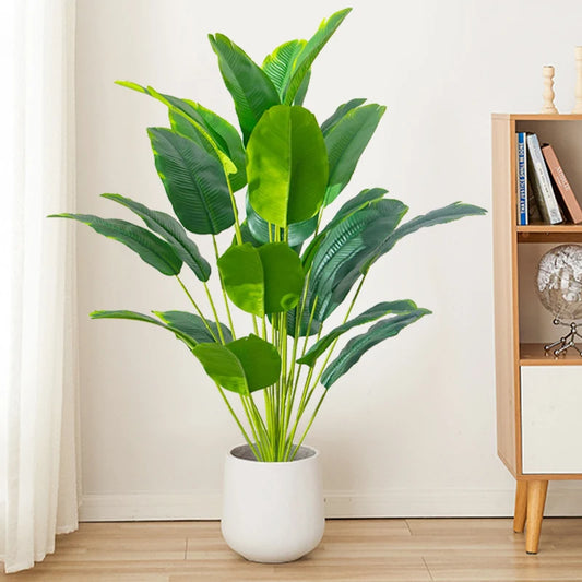 Evergreen Banana Plant